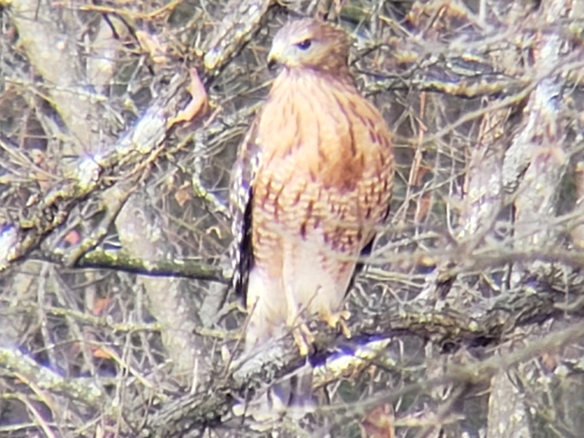 Канюк рудоплечий - ML646775356