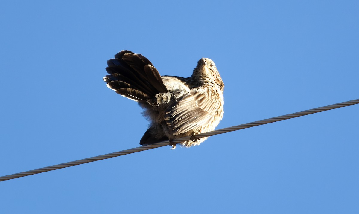 Бабакс великий - ML646775358