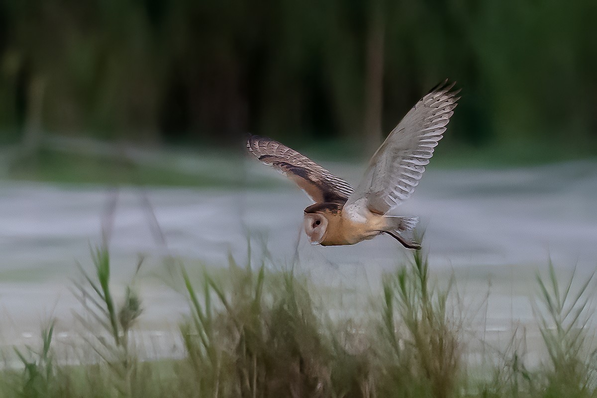 Сипуха австралазійська - ML646775359