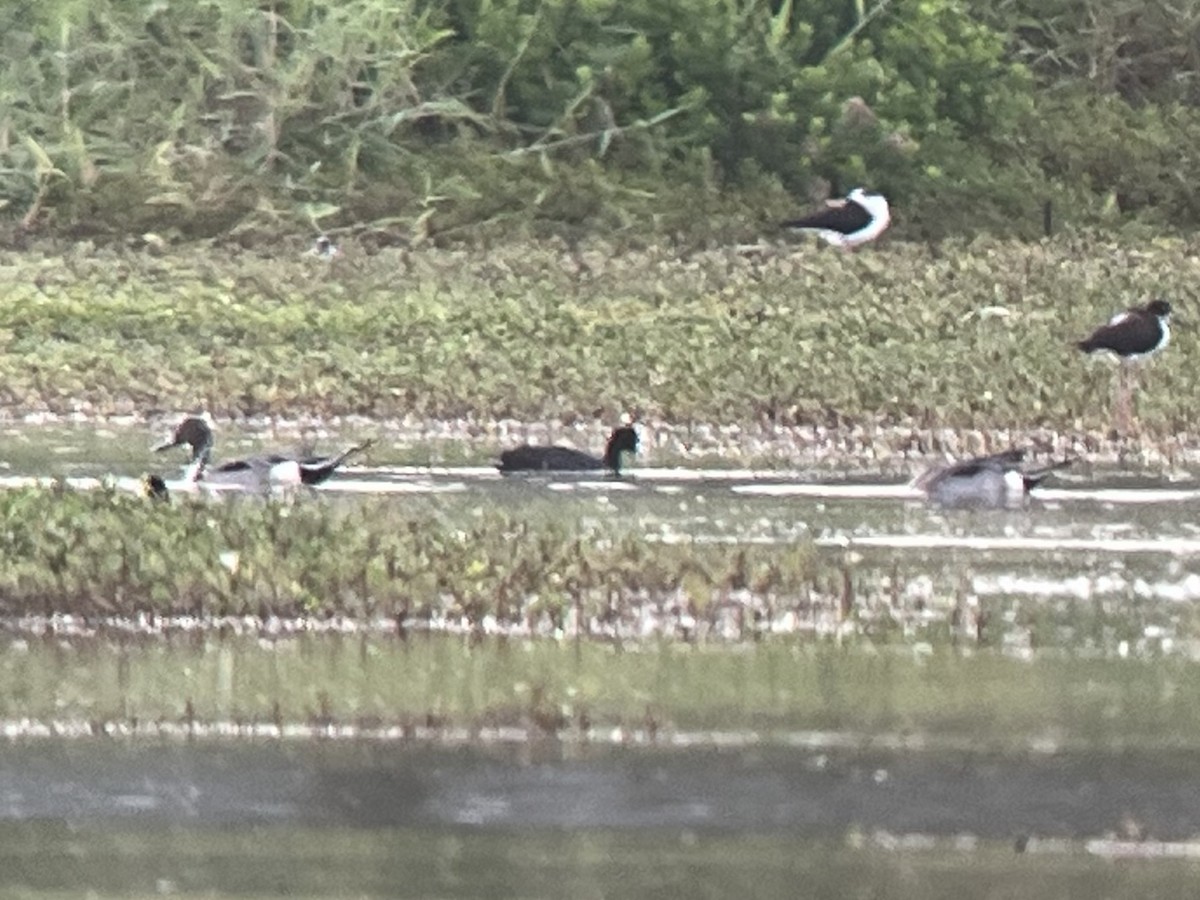 Шилохвіст північний - ML646775364