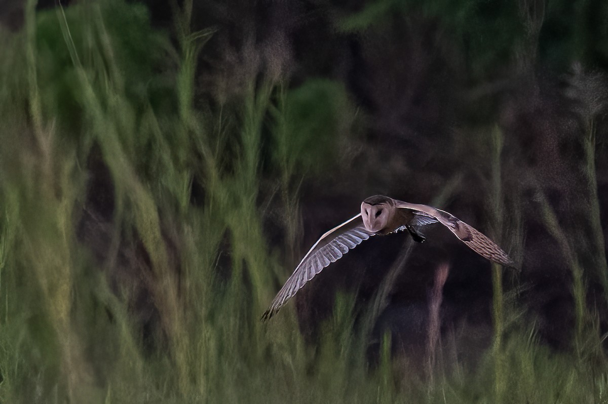 Сипуха австралазійська - ML646775365