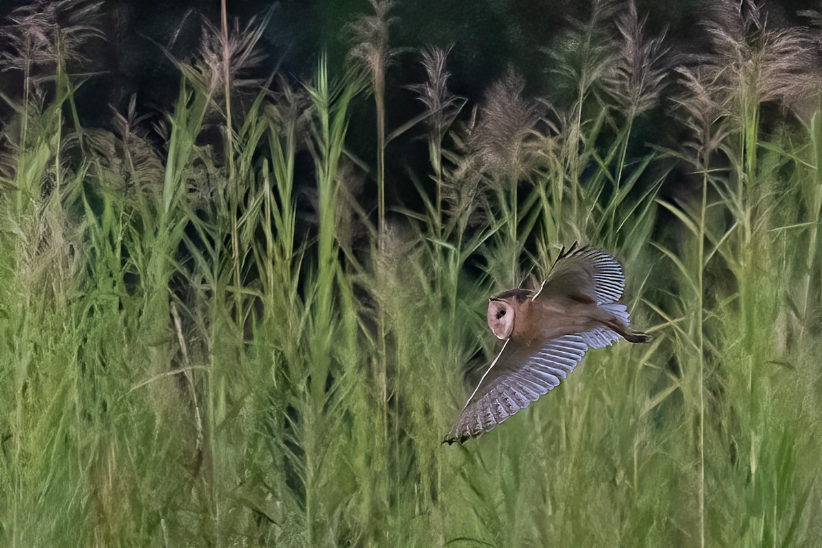 Сипуха австралазійська - ML646775366