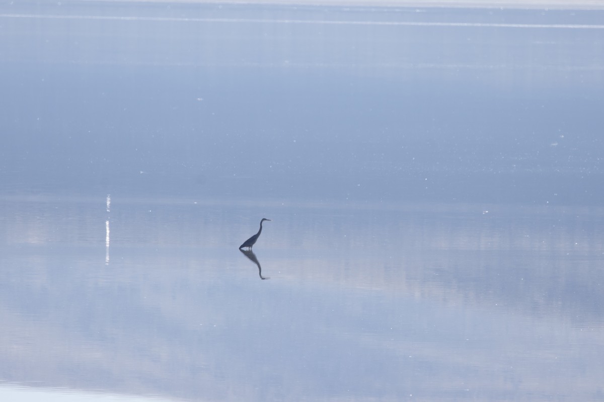 Чапля північна [група herodias] - ML646775367