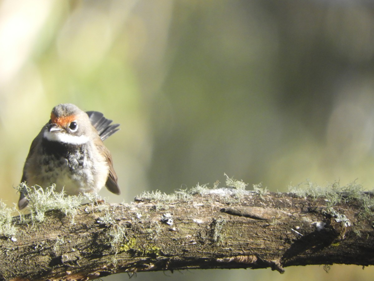 Australian Rufous Fantail - ML646775370