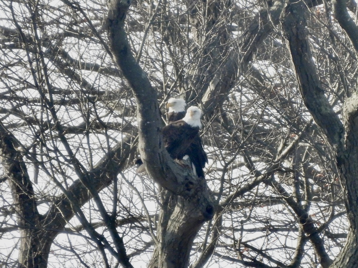 Орлан білоголовий - ML646775371