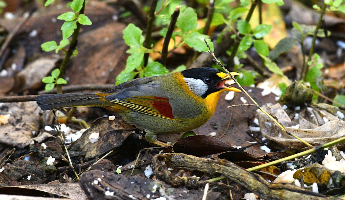 Мезія сріблястощока - ML646775372