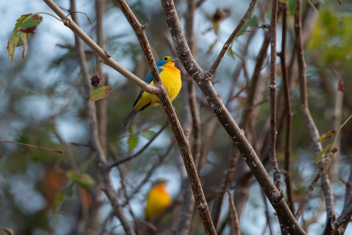 Скригнатка жовтогруда - ML646775373