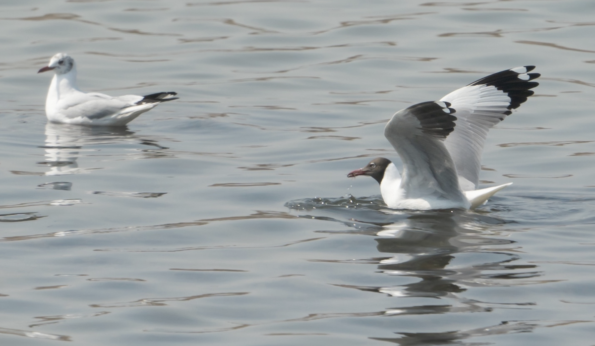 Gaviota Centroasiática - ML646775374