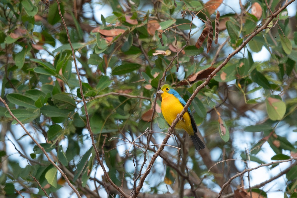 Скригнатка жовтогруда - ML646775375