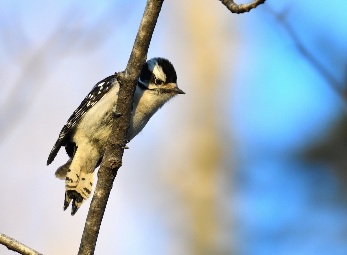 Pico Pubescente - ML646775377