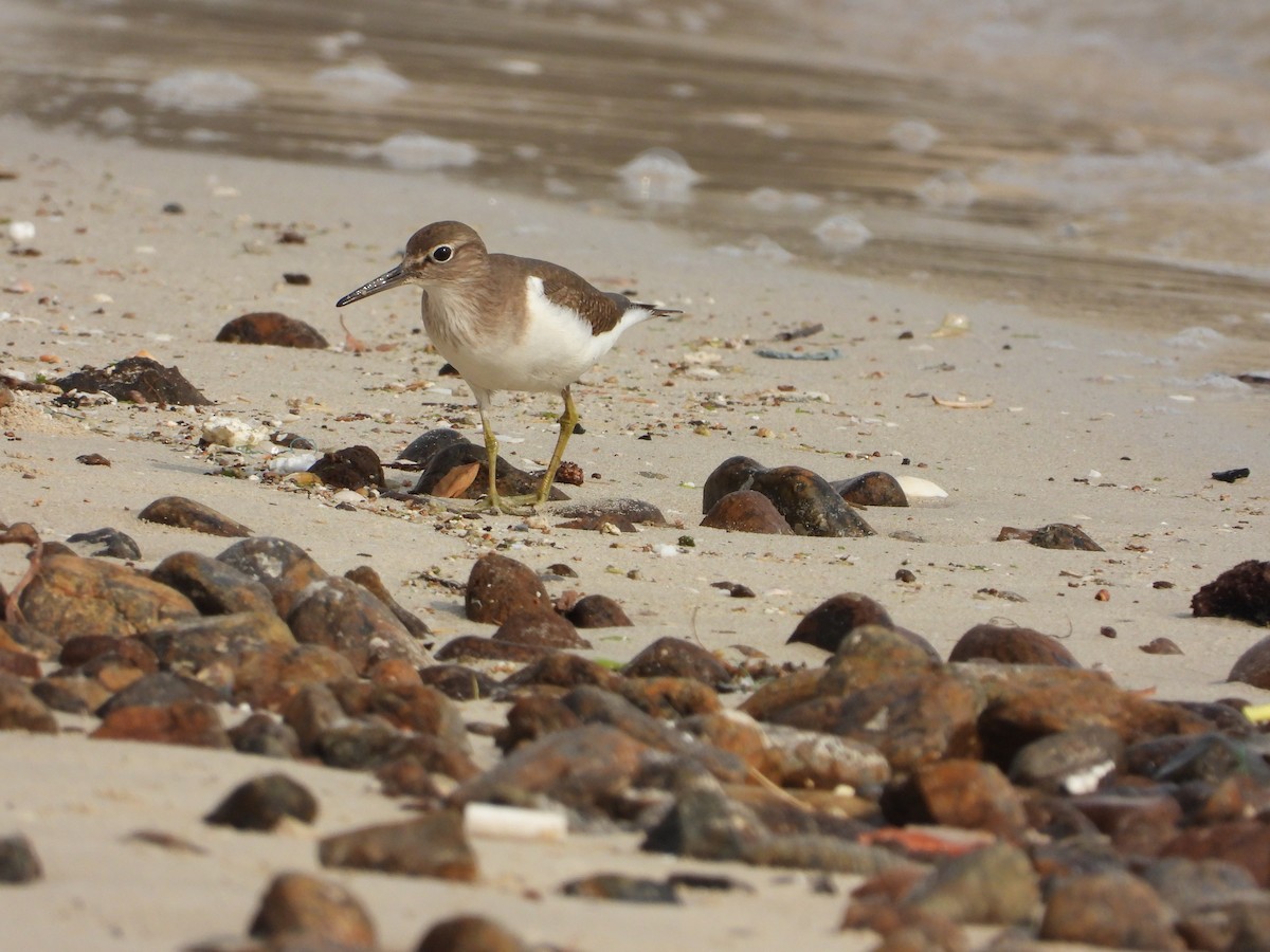 Набережник палеарктичний - ML646775378