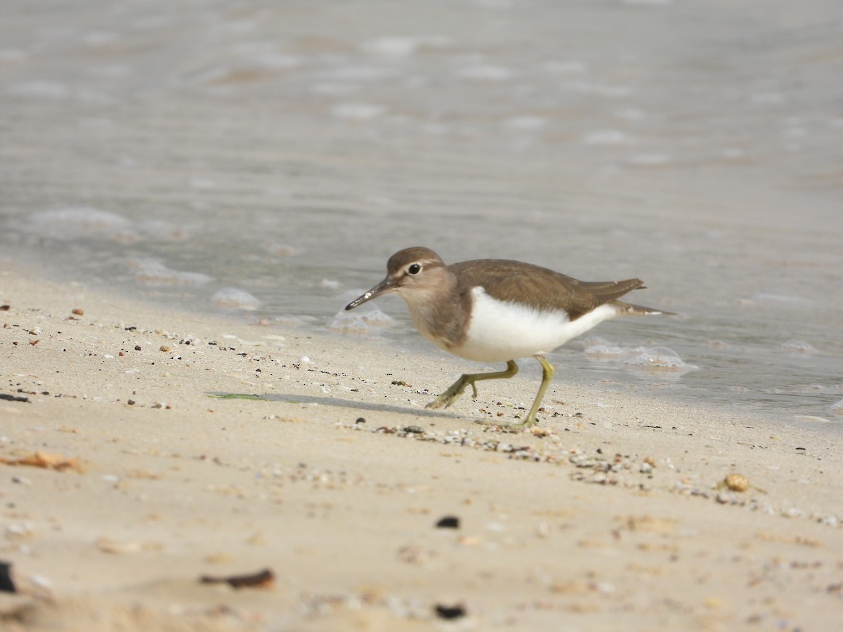 Набережник палеарктичний - ML646775379