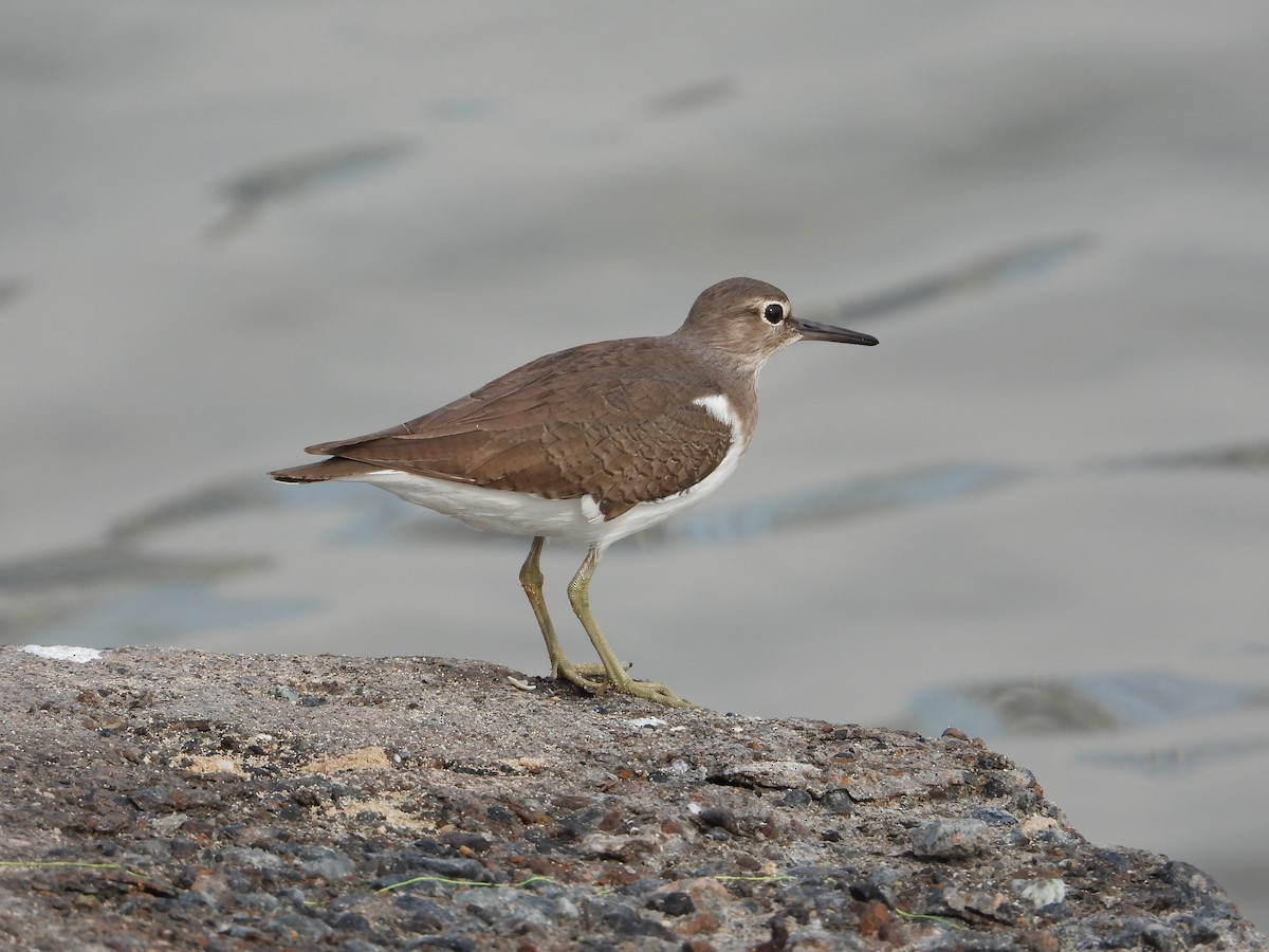 Набережник палеарктичний - ML646775380