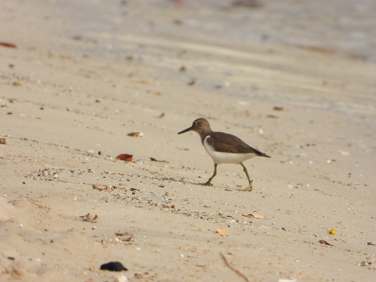 Набережник палеарктичний - ML646775381