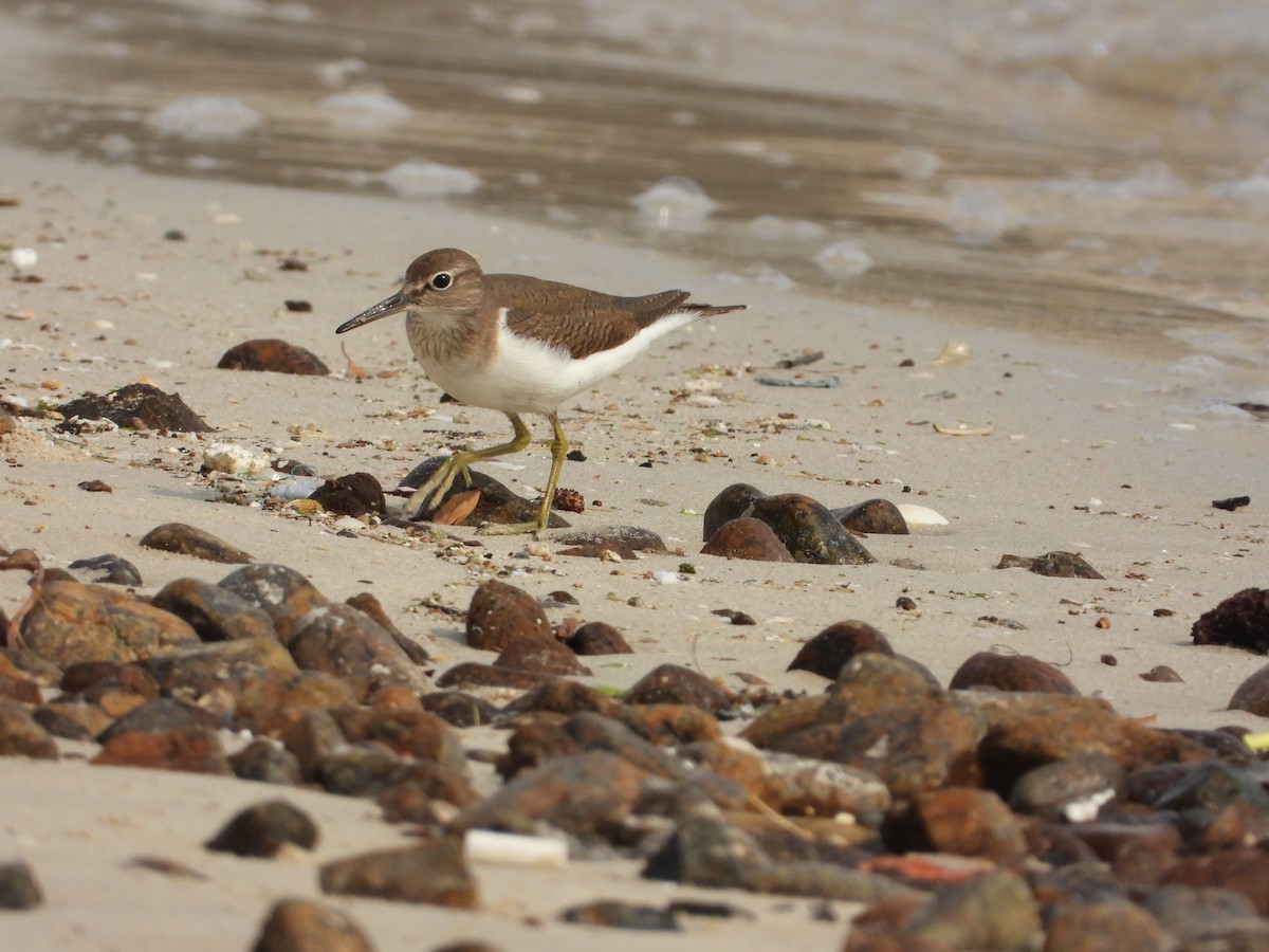 Набережник палеарктичний - ML646775382