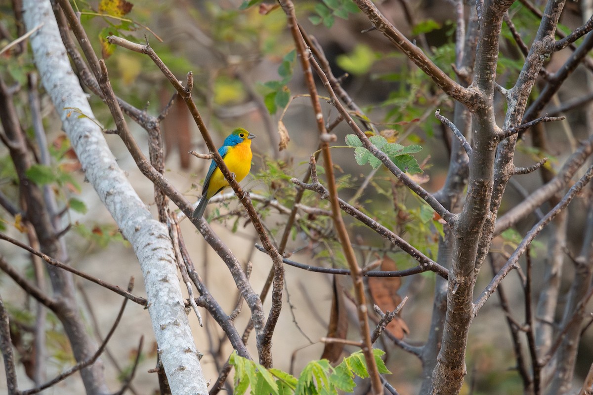 Скригнатка жовтогруда - ML646775383