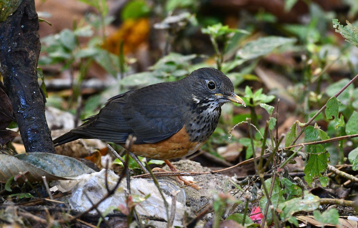 Black-breasted Thrush - ML646775384