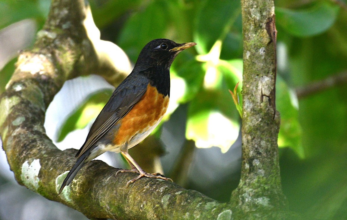 Black-breasted Thrush - ML646775385