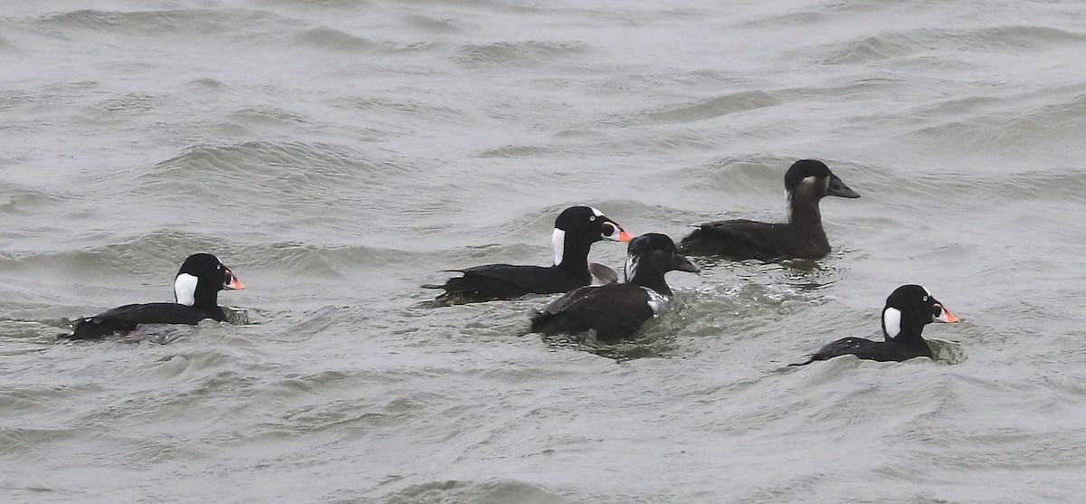 Surf Scoter - ML646775386