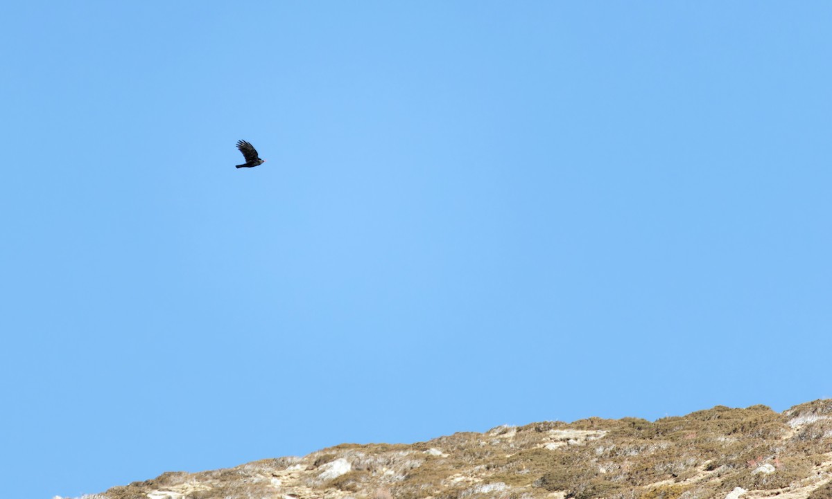 Red-billed Chough - ML646775387