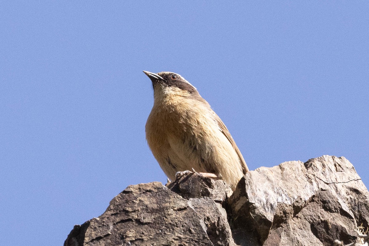 Brown Accentor - ML646775389