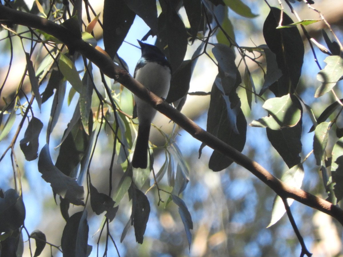 Satin Flycatcher - ML646775396