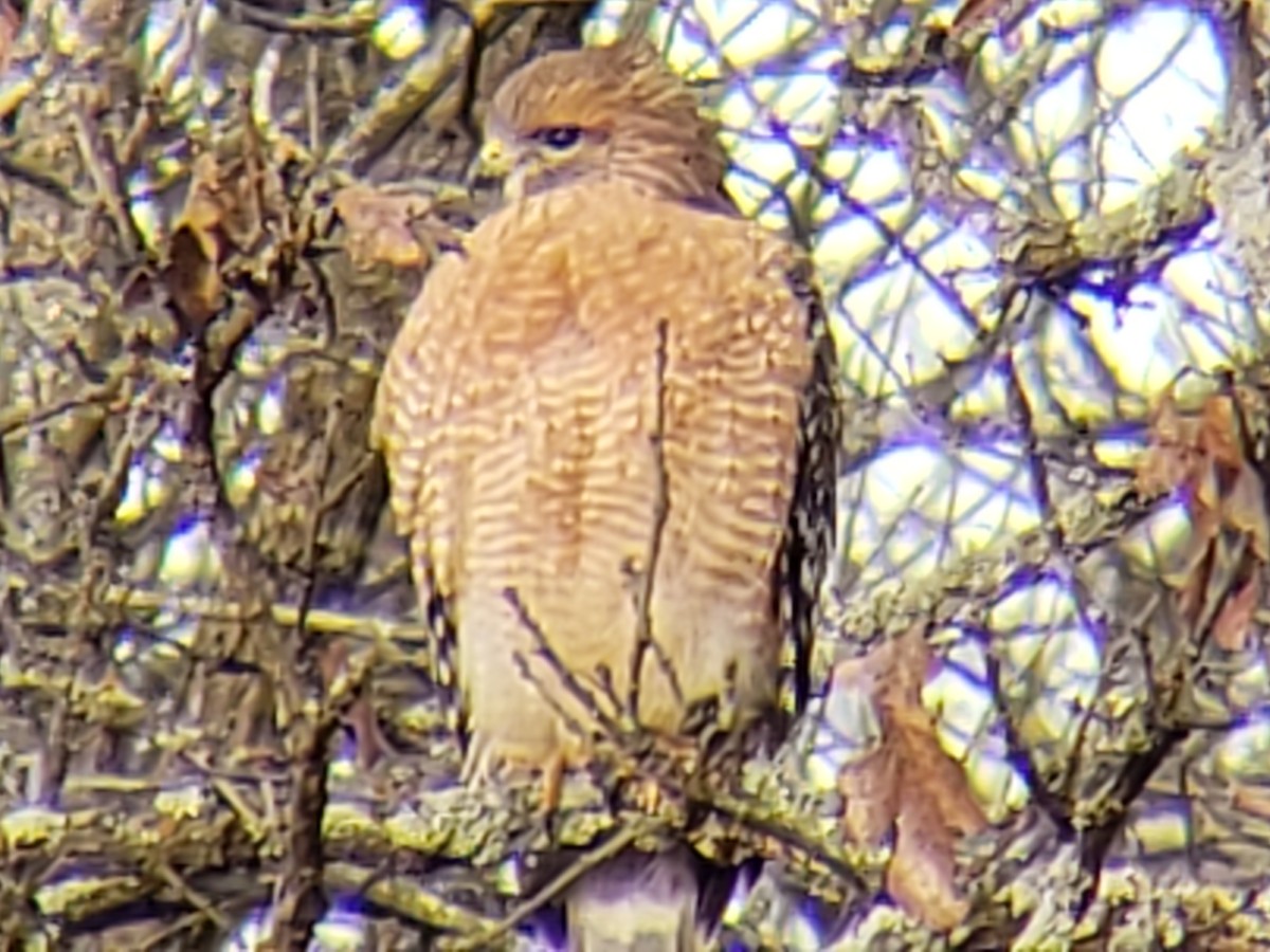 Red-shouldered Hawk - ML646775397