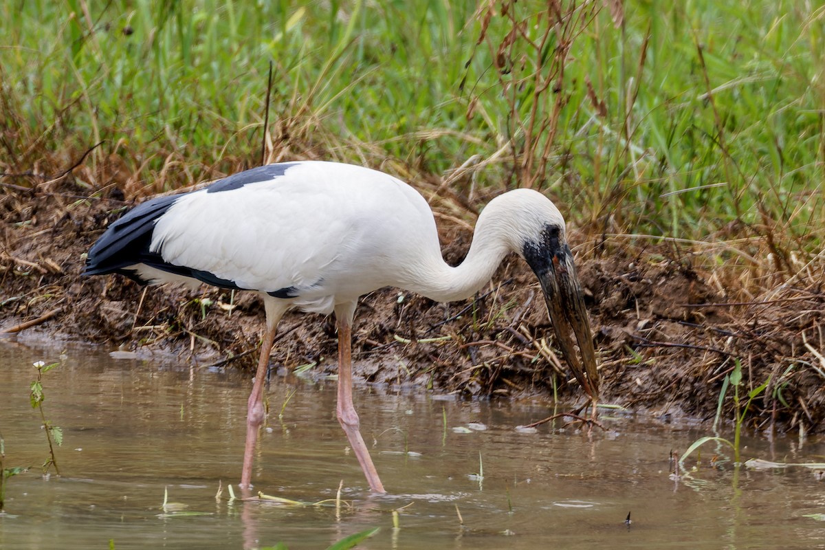 Asian Openbill - ML646775398