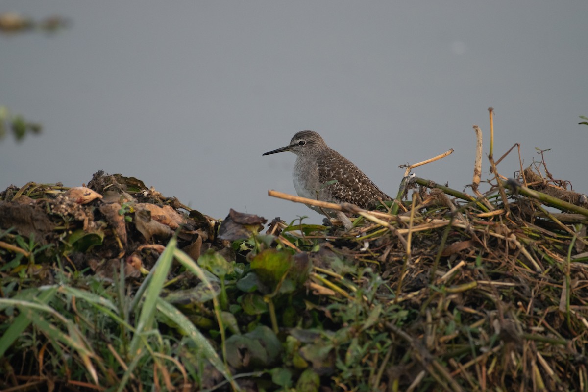 Wood Sandpiper - ML646775399