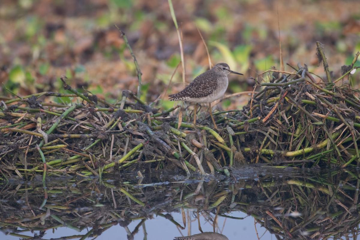 Wood Sandpiper - ML646775400