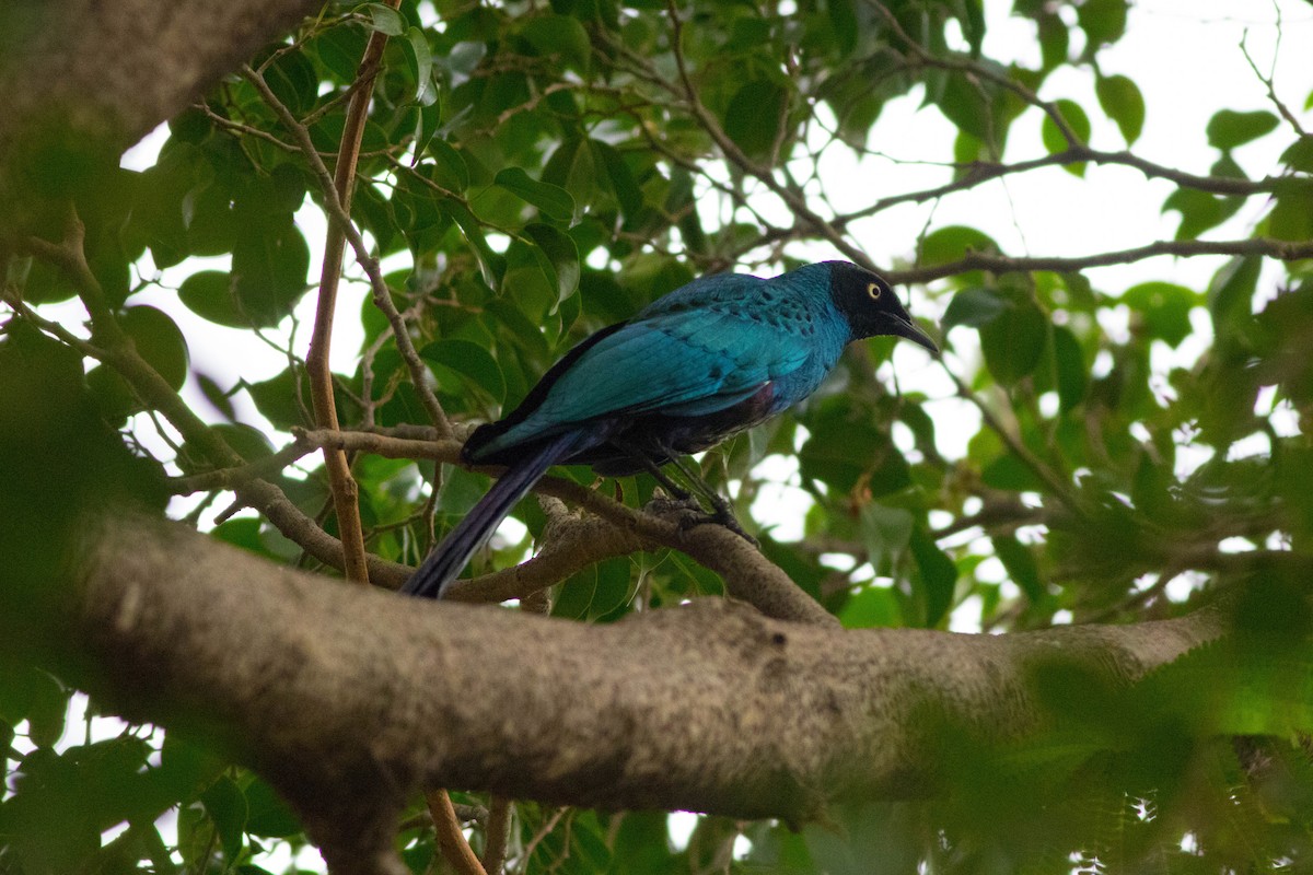 leskoptev dlouhoocasá - ML646775401