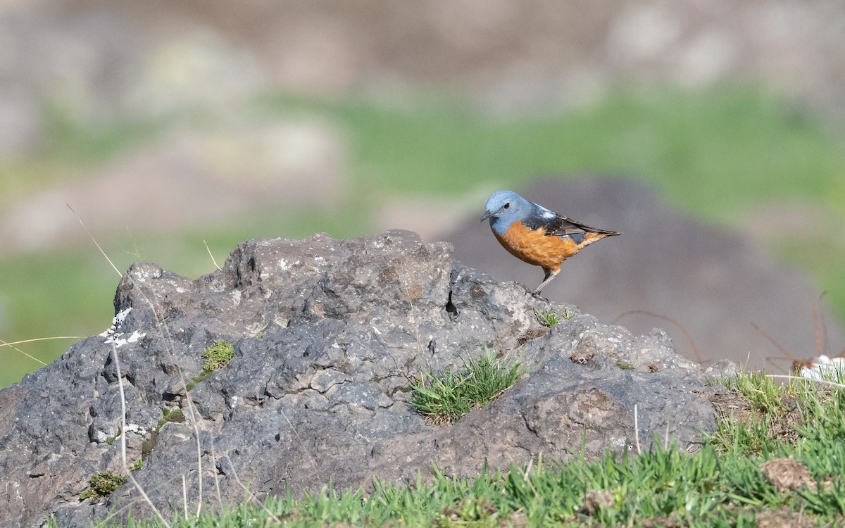 Хадны жижир - ML646775402