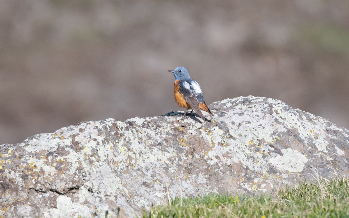 Хадны жижир - ML646775403