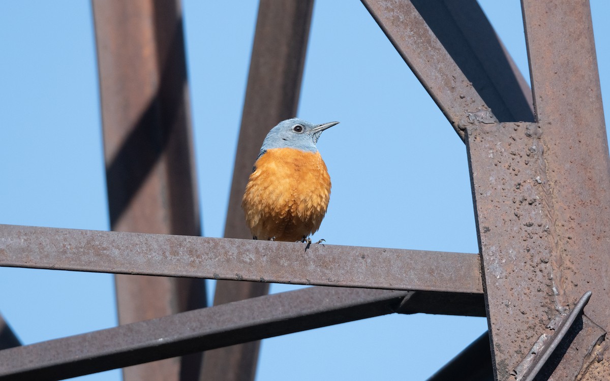 Хадны жижир - ML646775404