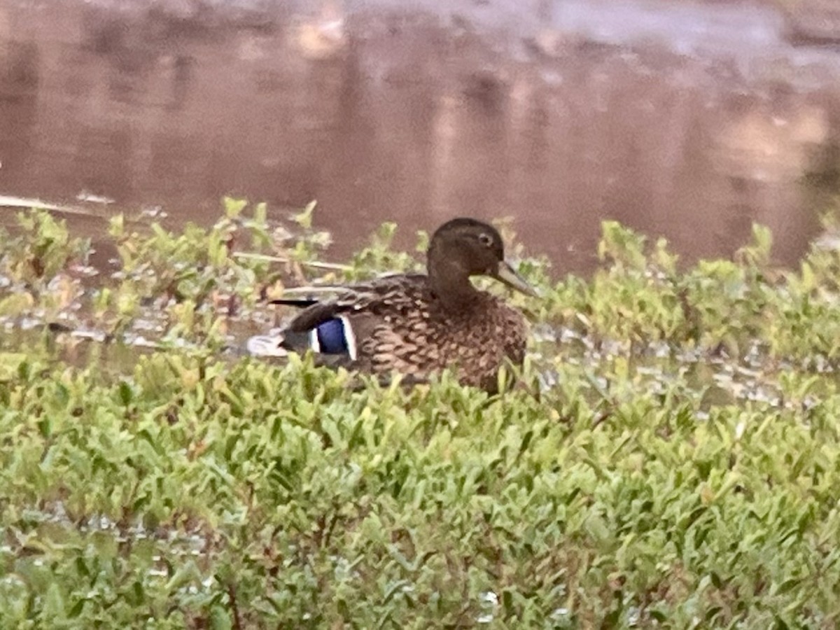 Колоа - ML646775410