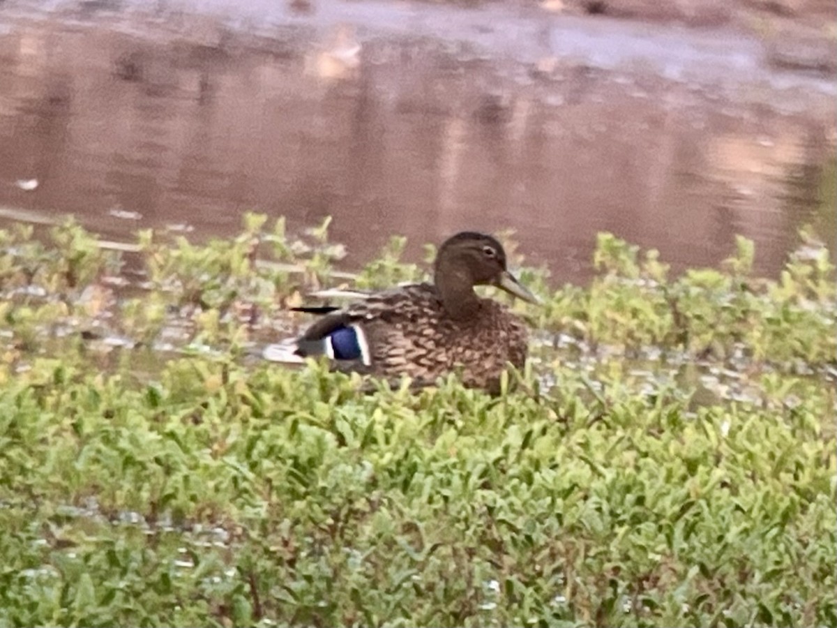 Колоа - ML646775411