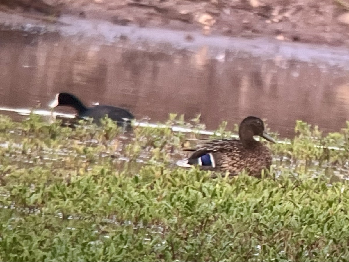 Колоа - ML646775412