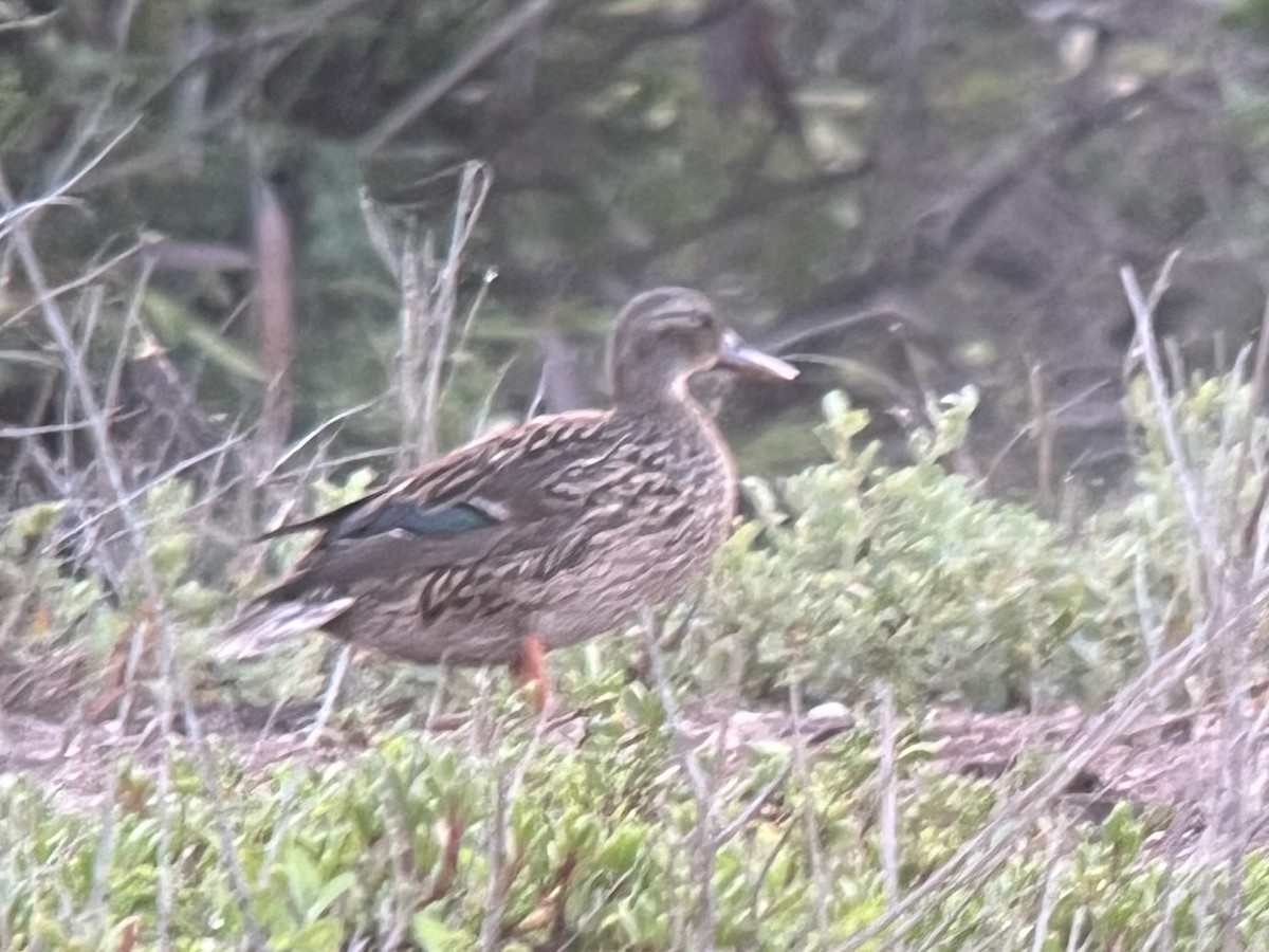 Колоа - ML646775414