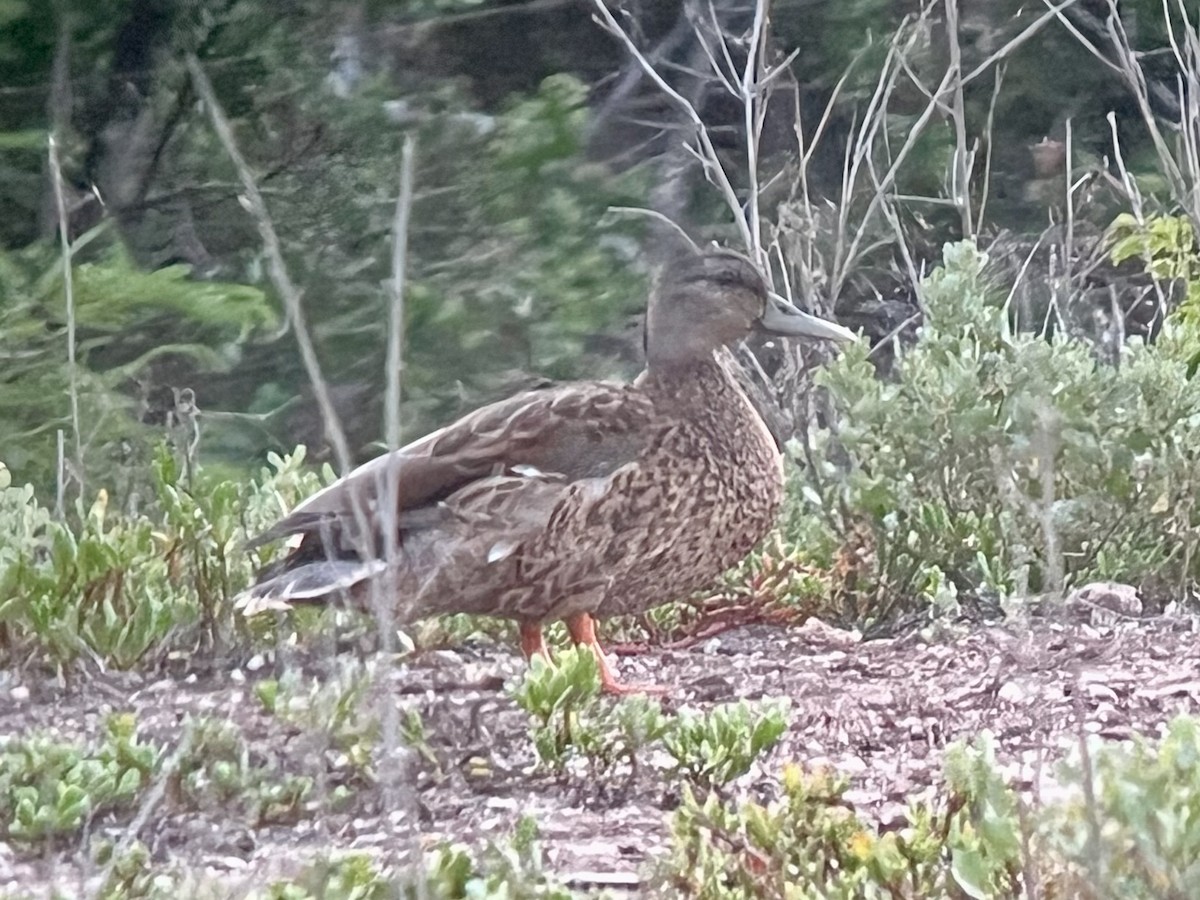 Колоа - ML646775415