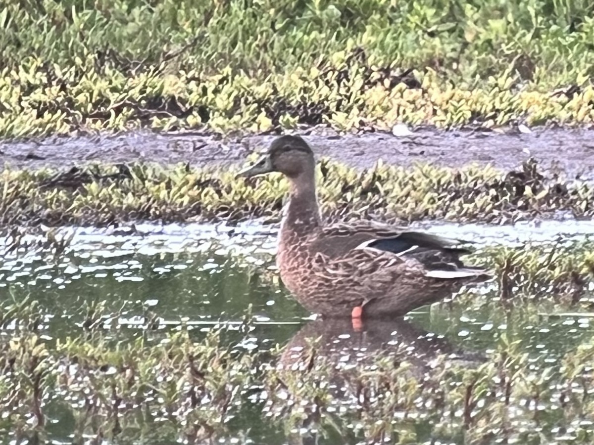 Колоа - ML646775416