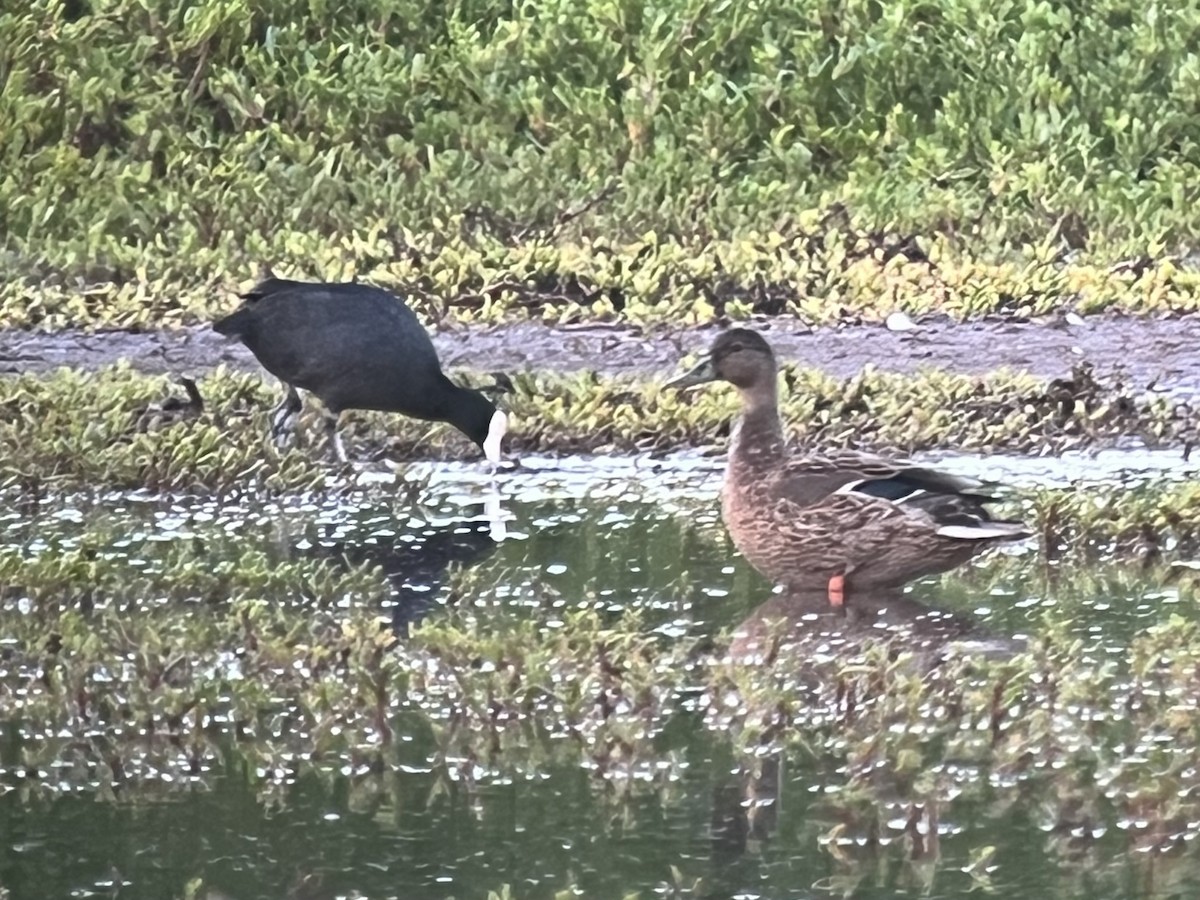 Колоа - ML646775418