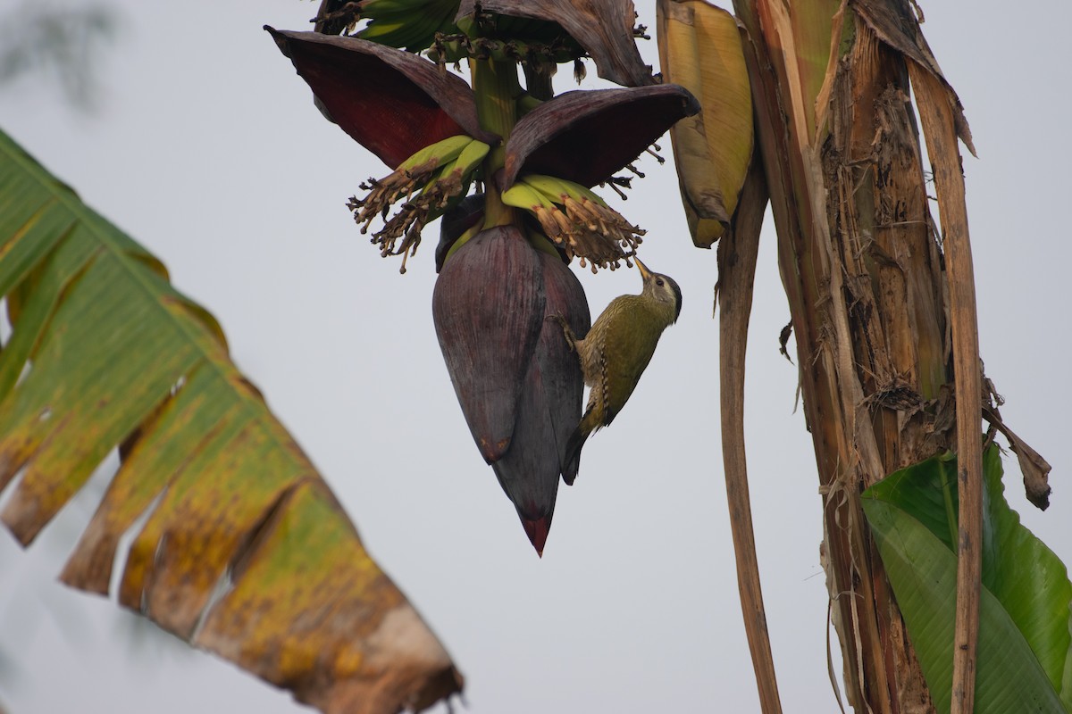 Streak-throated Woodpecker - ML646775419