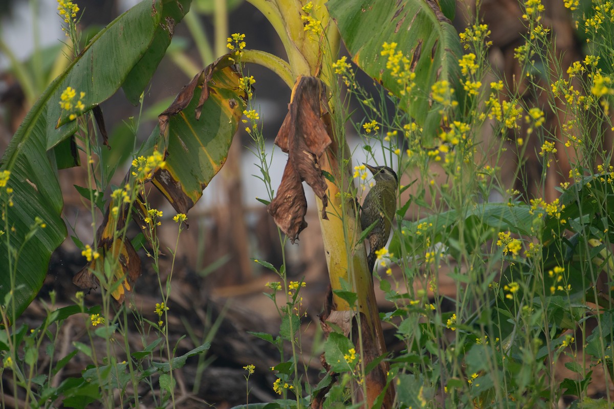 Streak-throated Woodpecker - ML646775420