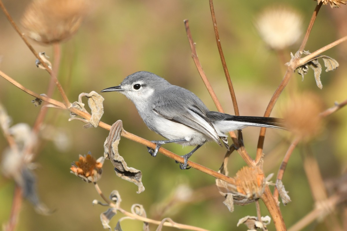 ホオジロズグロブユムシクイ - ML646775431