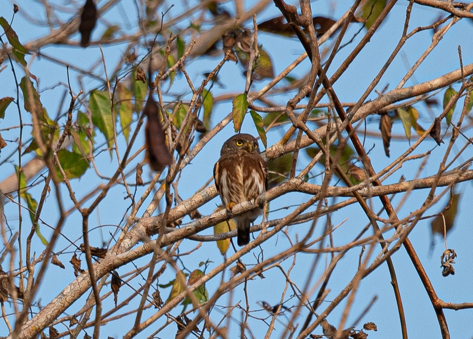 Colima Pygmy-Owl - ML646775433