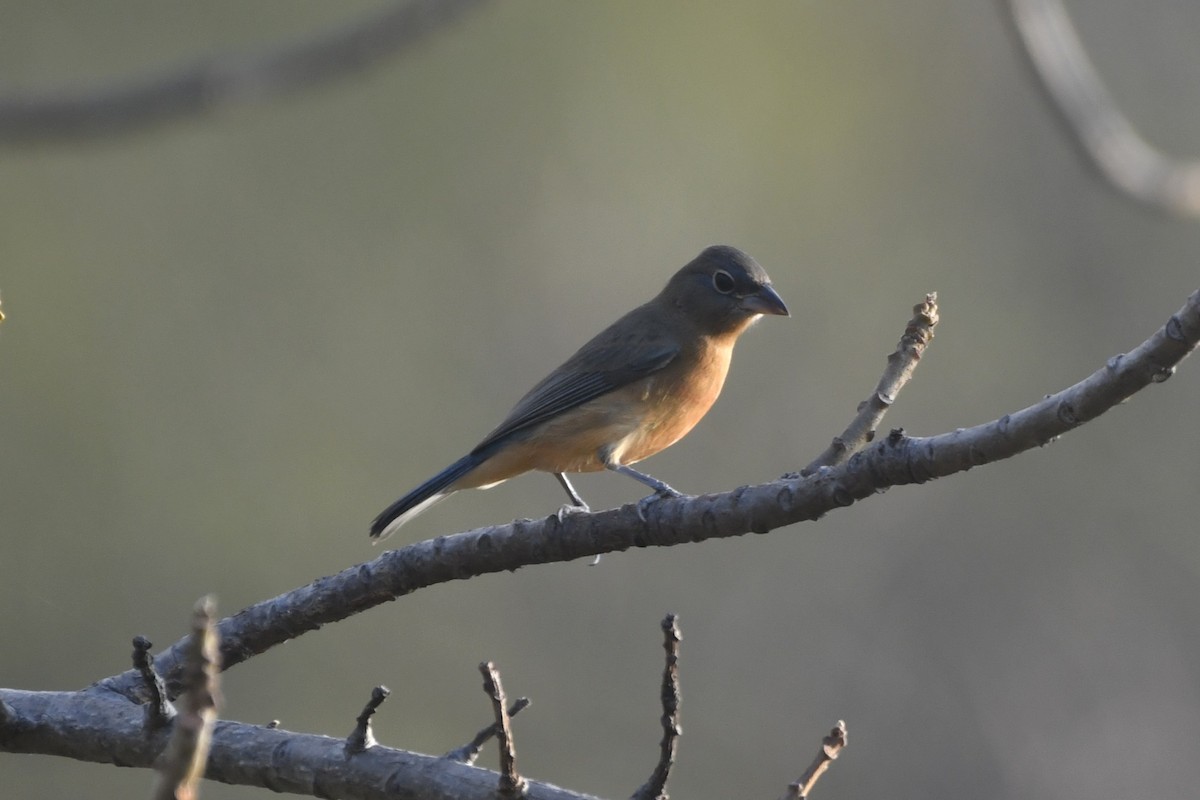 Rose-bellied Bunting - ML646775436
