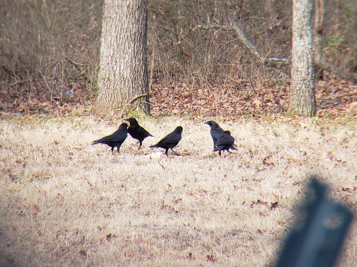 American Crow - ML646775437