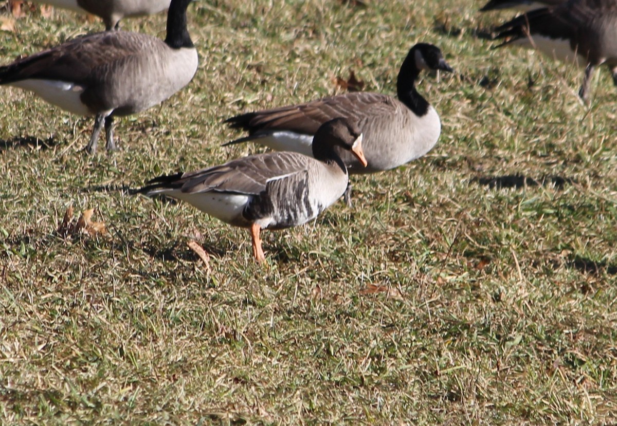 Greater White-fronted Goose - ML646775440