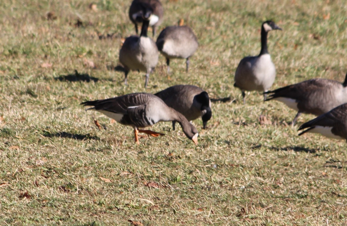 Greater White-fronted Goose - ML646775441