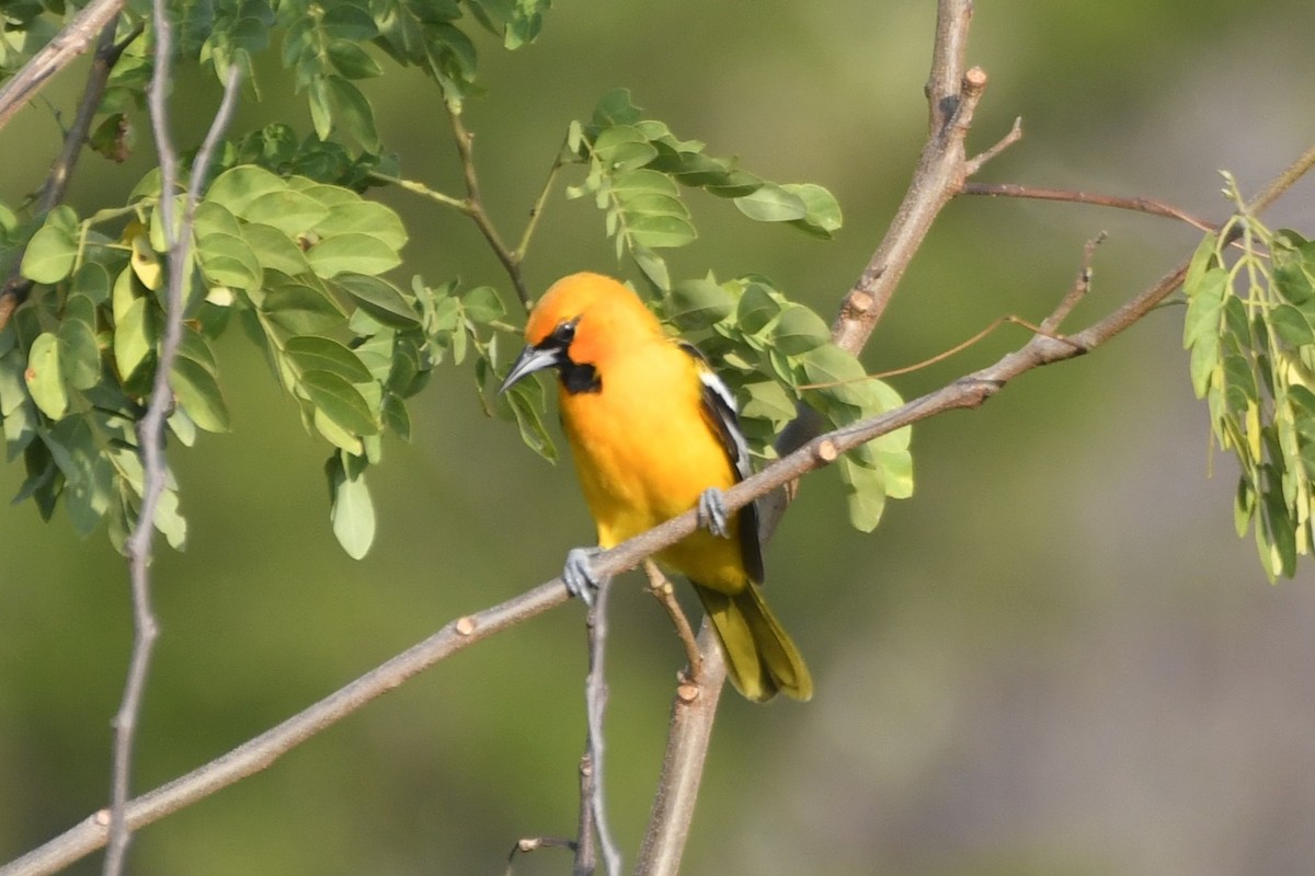 Streak-backed Oriole - ML646775442